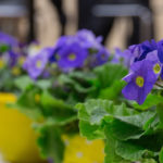 Lilane Blumen